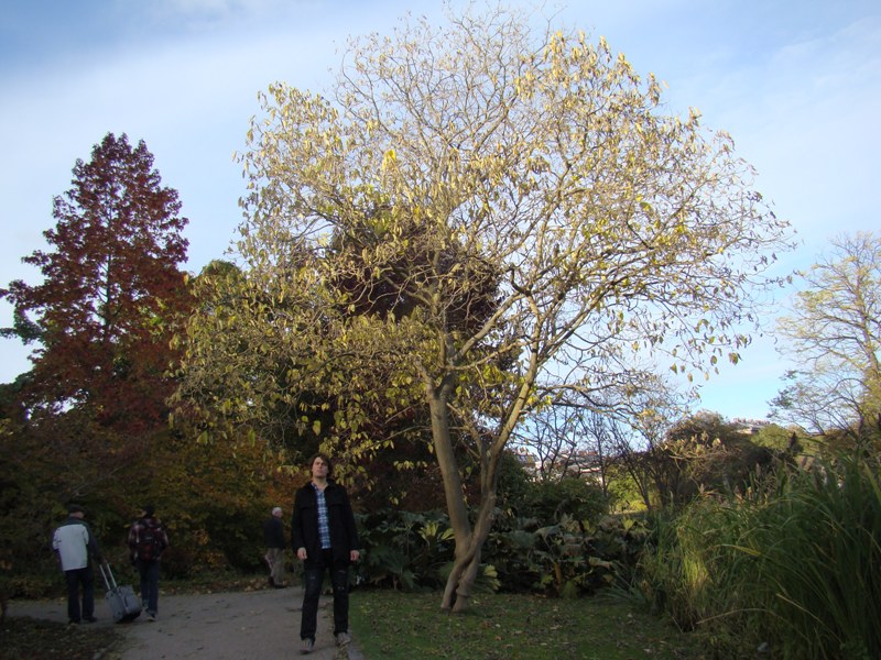 Broussonetia papyrifera. Botanisk Have i København. 2010. Sejr Siticum. Martin Reimers