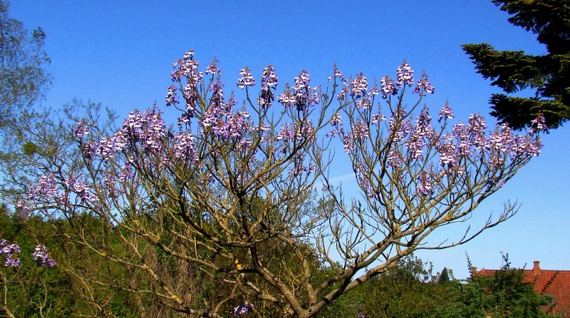 Paulownia tomentosa i blomst. Flowering. www.dendrologi.dk. Martin Reimers. Gråsten