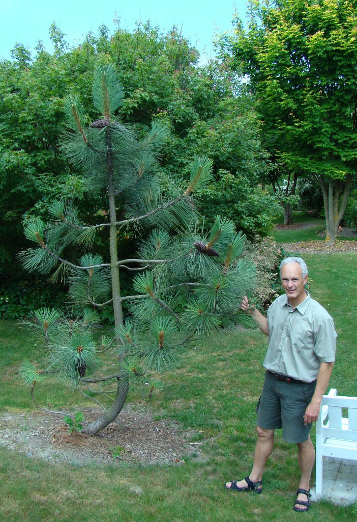 Pinus jeffreyi. Peter Hansens Planteskole. 2010. Martin Reimers