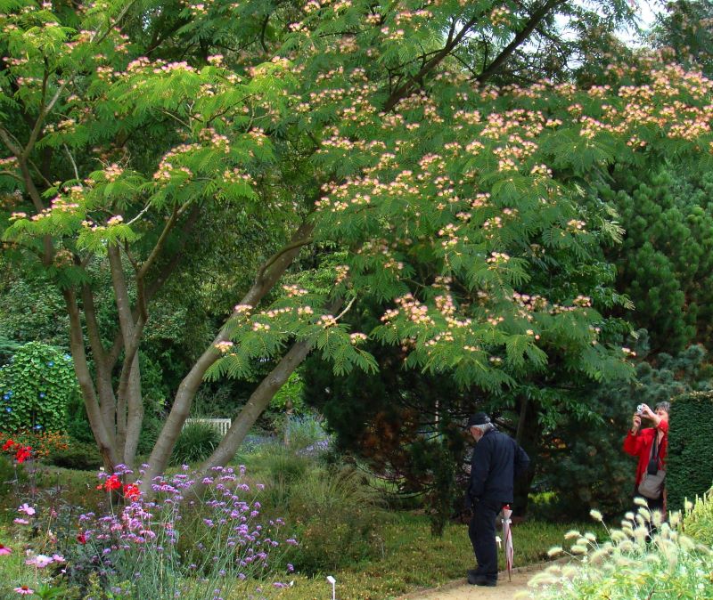 Silkerosentræ, Albizia julibrissin, Arboretum Ellerhoop. Tyskland