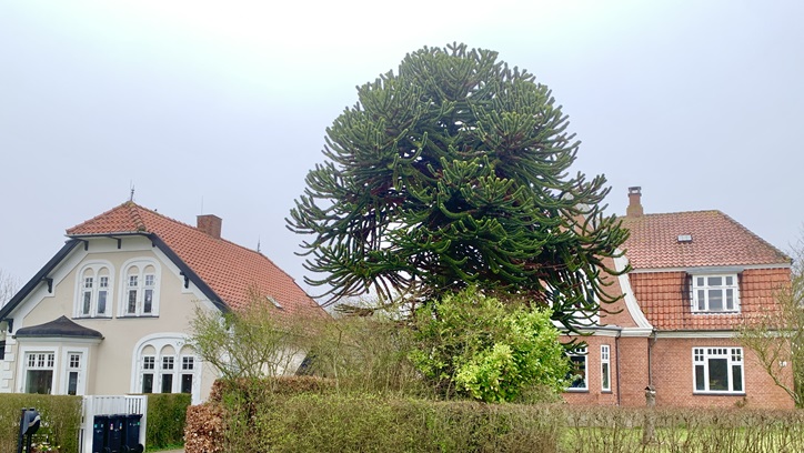 Danmarks ældste abetræ i Nyraad ved Vordingborg. Araucaria araucana.