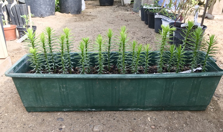 1-årige frøplanter af abetræ. Araucaria araucana.