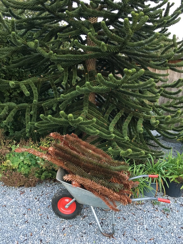 Abetræ beskæres for døde grene. Araucaria araucana