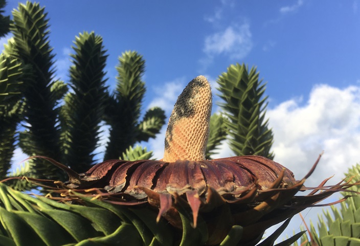 Abetræ med kogle. Araucaria araucana