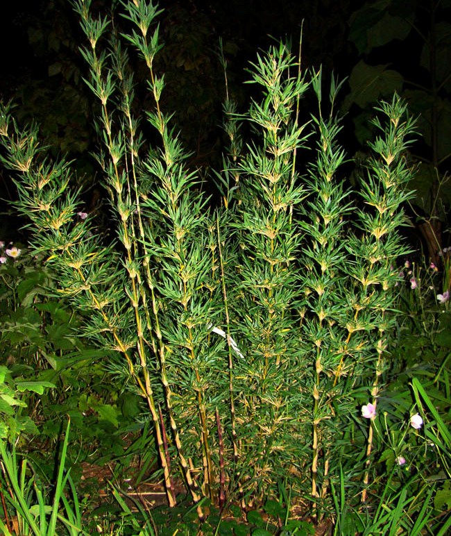 Chusquea culeou. Andesbambus. Chusquea-bambus. www.dendrologi.dk. Bambus fra Sydamerika. Martin Reimers