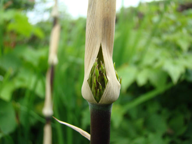 Chusquea culeou. Culeou-bambus. Bambus fra Sydamerika. www.dendrologi.dk. Martin Reimers