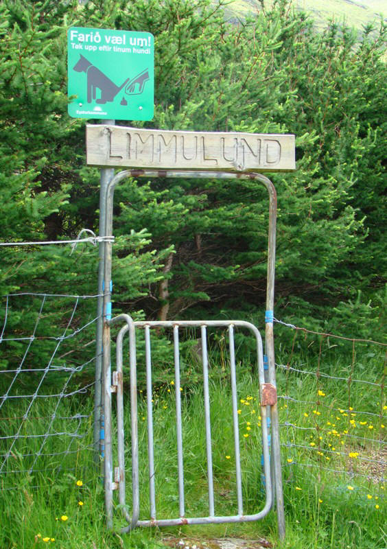 Indgangen til Limmulund. Skoven i Leirvik. Vidarlundin. Skov på Færøerne. www.dendrologi.dk. Martin Reimers