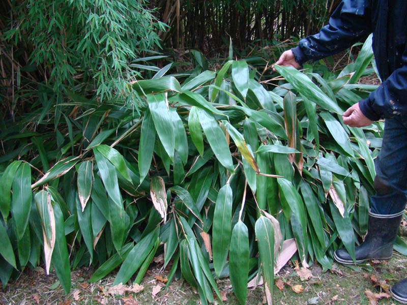Phyllostachys tesselatus. Storbladet bambus. www.dendrologi.dk. Martin Reimers