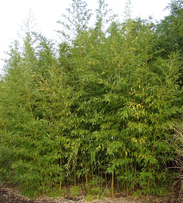 www.dendrologi.dk. Gylden bambus. Phyllostachys aurea. Martin Reimers
