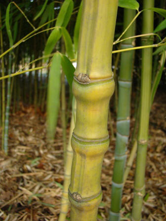 www.dendrologi.dk Gylden bambus. Phyllostachys aurea. Tætsiddende Knæ på gammel stængel. Martin Reimers