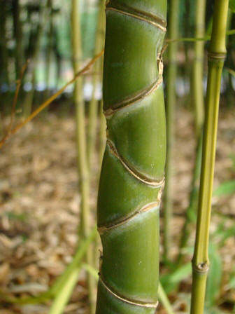 www.dendrologi.dk. Phyllostachys aurea tætte knæ. Martin Reimers. Gylden bambus