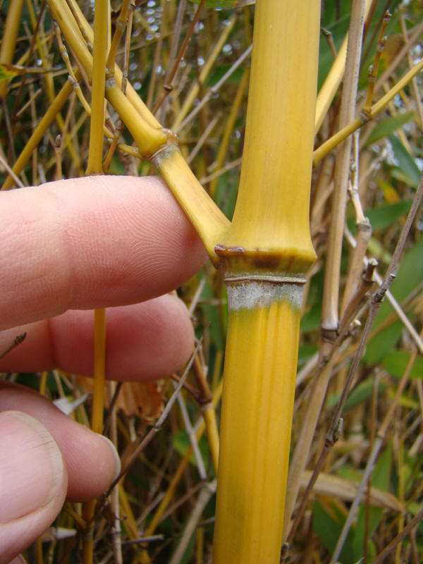 www.dendrologi.dk Martin Reimers Gulfuret bambus Phyllostachys aureosulcata aureocaulis stængel