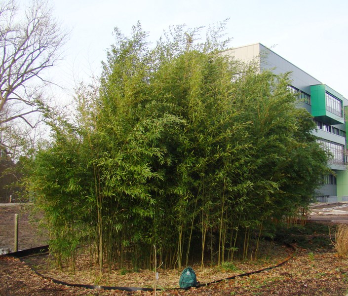 www.dendrologi.dk Gulfuret bambus. Phyllostachys aureosulcata. Form. Martin Reimers