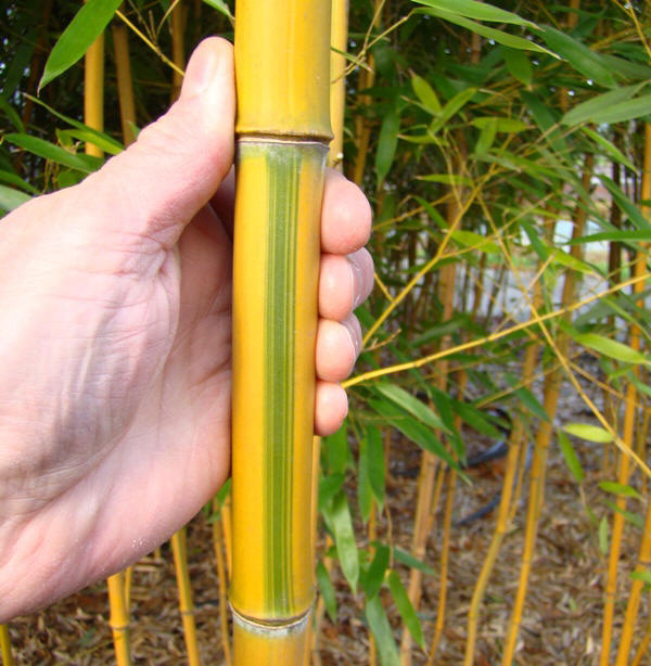 www.dendrologi.dk Gulfuret bambus. Phyllostachys aureosulcata Spectabilis. Stængel. Martin Reimers