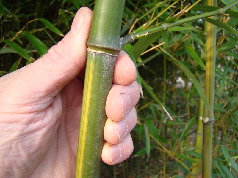 www.dendrologi.dk Gulfuret bambus. Phyllostachys aureosulcata. Gulstribet stængel. Martin Reimers