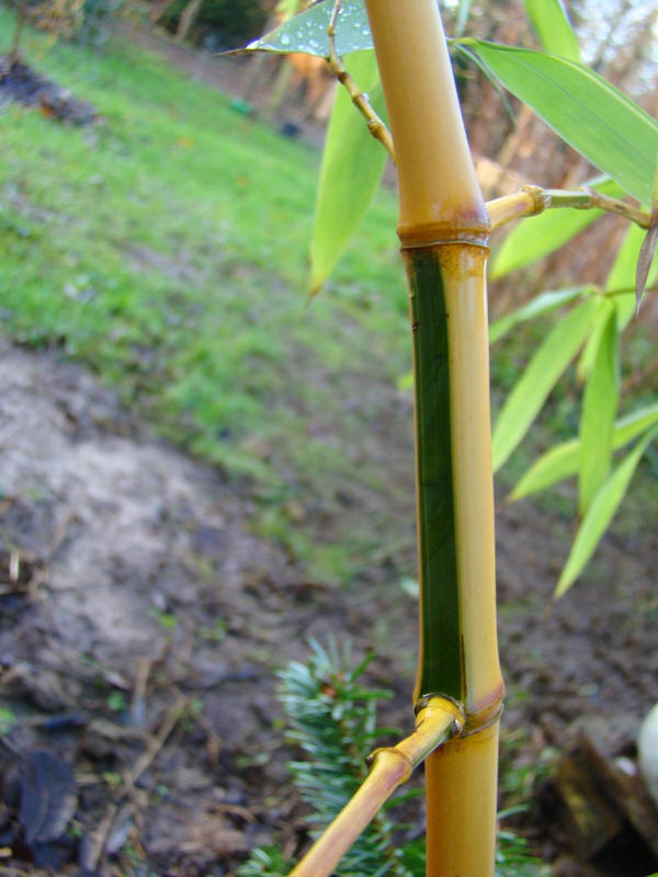 www.dendrologi.dk Japansk tømmerbambus. Phyllostachys bambusoides Castillon. Stængel. Martin Reimers