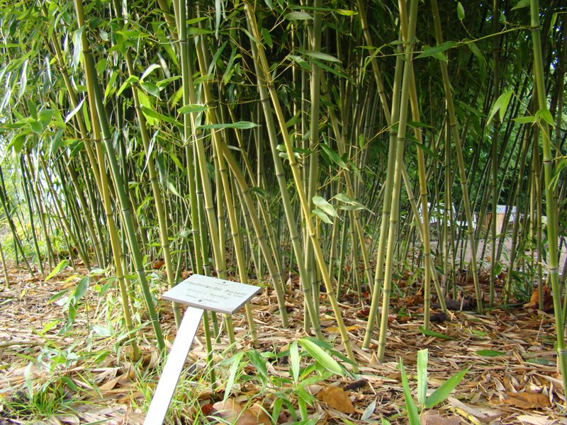 www.dendrologi.dk Glansbladet bambus. Phyllostachys bissetii. Stængler. Martin Reimers