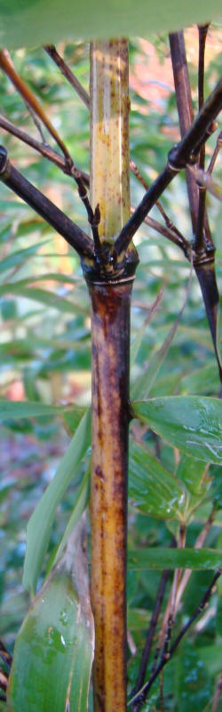 www.dendrologi.dk Phyllostachys nigra. Sort bambus. Ældre stængel. Martin Reimers