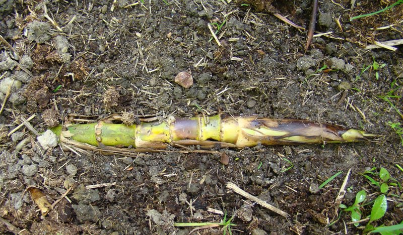 Overjordisk bambusskud. Rhizom. Udløber. Phyllostachys vivax Huangwenzhu. Bambus. www.dendrologi.dk. Martin Reimers