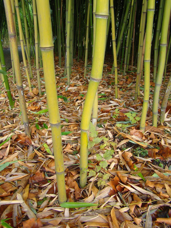 www.dendrologi.dk Phyllostachys viridi-glaucescens. Ornamental bambus. Gamle skud. Martin Reimers