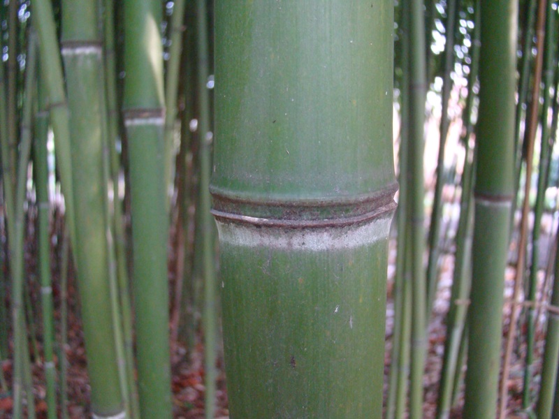 www.dendrologi.dk Phyllostachys viridi-glaucescens. Ornamental bambus. Nye skud. Martin Reimers