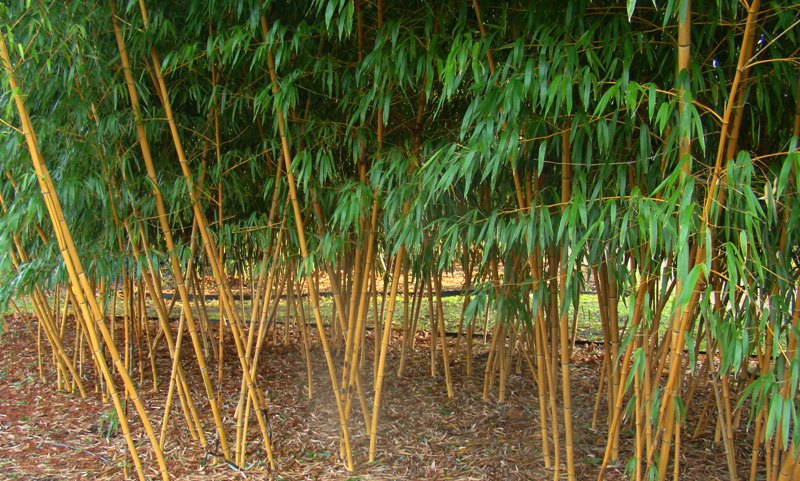 www.dendrologi.dk Glat bambus. Phyllostachys vivax Aureocaulis. Gule stængler. Martin Reimers
