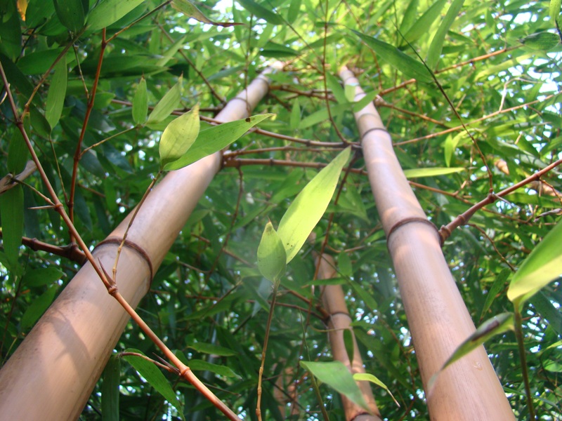 www.dendrologi.dk. Glat bambus. Phyllostachys vivax Aureocaulis. Himmelstræbende. Martin Reimers