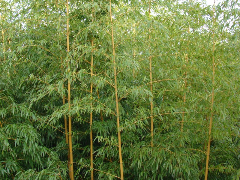 www.dendrologi.dk Phyllostachys vivax Aureocaulis. Glat bambus. Buede smukke gule grene. Martin Reimers