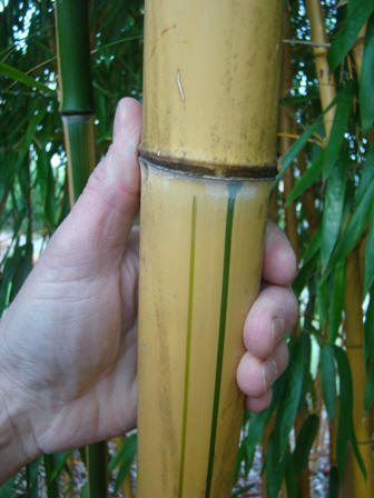 www.dendrologi.dk Glat bambus. Phyllostachys vivax Aureocaulis. Smuk stængel 1. Martin Reimers