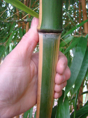 www.dendrologi.dk. Glat bambus. Phyllostachys vivax Aureocaulis. Smuk stængel 2. Martin Reimers