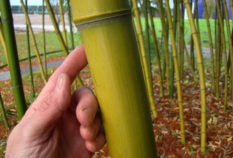 www.dendrologi.dk Phyllostachys vivax. Glat bambus. Tykkeste stængel i Hamborg Botanisk Have. Martin Reimers