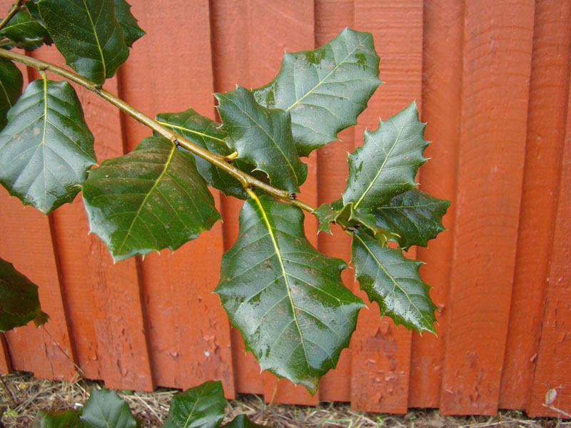 Steneg. Quercus ilex. Tandede runde blade. www.dendrologi.dk. Martin Reimers