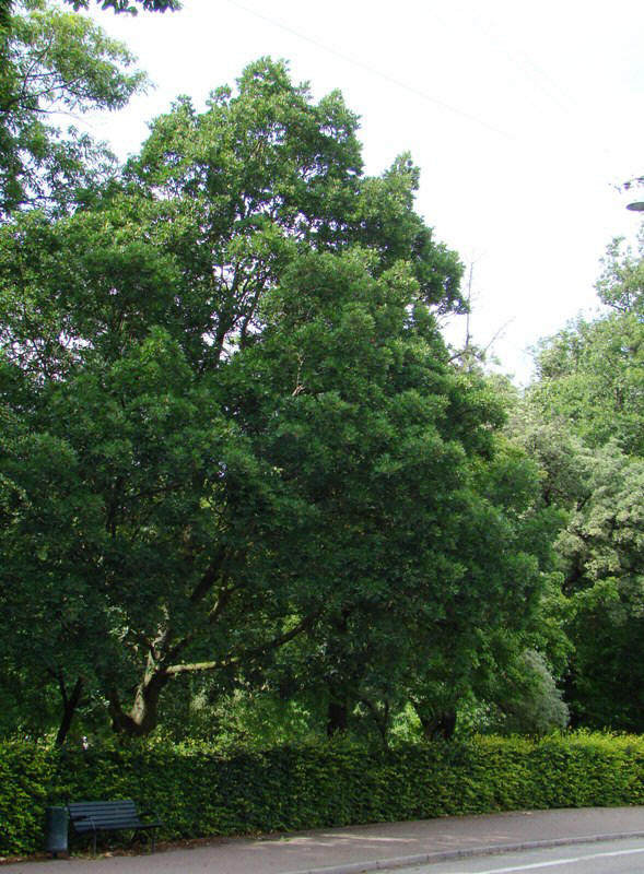 Quercus x turneri Pseudoturneri. Turners eg. Landbohøjskolens Have. www.dendrologi.dk. Martin Reimers