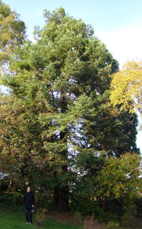 Redwood, rødtræ, Sequoia sempervirens, www.dendrologi.dk, Martin Reimers, Botanisk Have i København