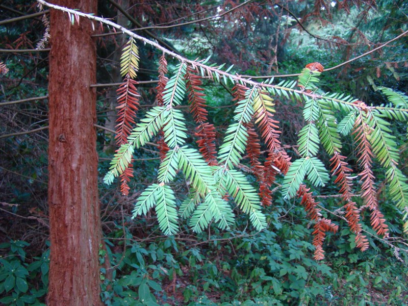 Redwood, rødtræ, Forstbotanisk Have i Charlottenlund, Sequoia sempervirens, Martin Reimers, www.dendrologi.dk