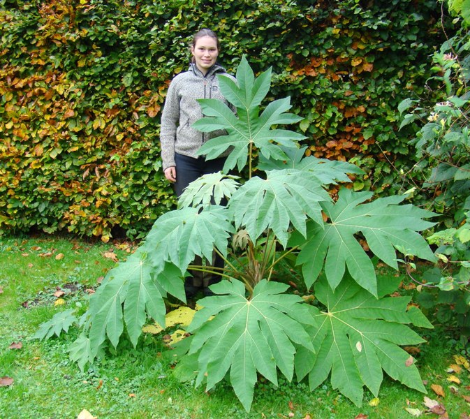 Rispapirplante, Tetrapanax papyrifer "Steroidal Giant", tre år gammel, Sjældne og eksotiske planter i Danmark, www.dendrologi.dk, Martin Reimers